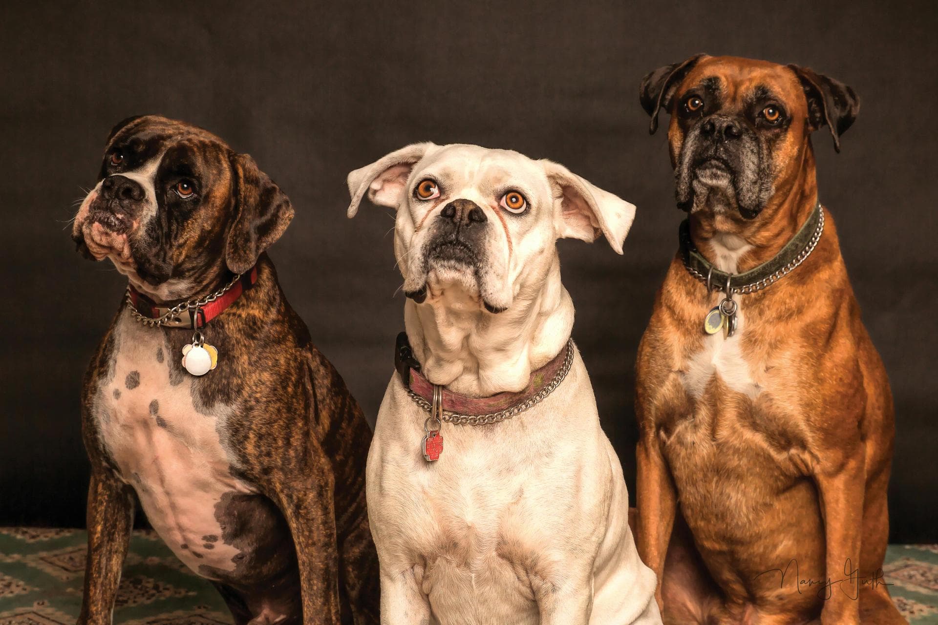 Best Vets in Coeur d'Alene