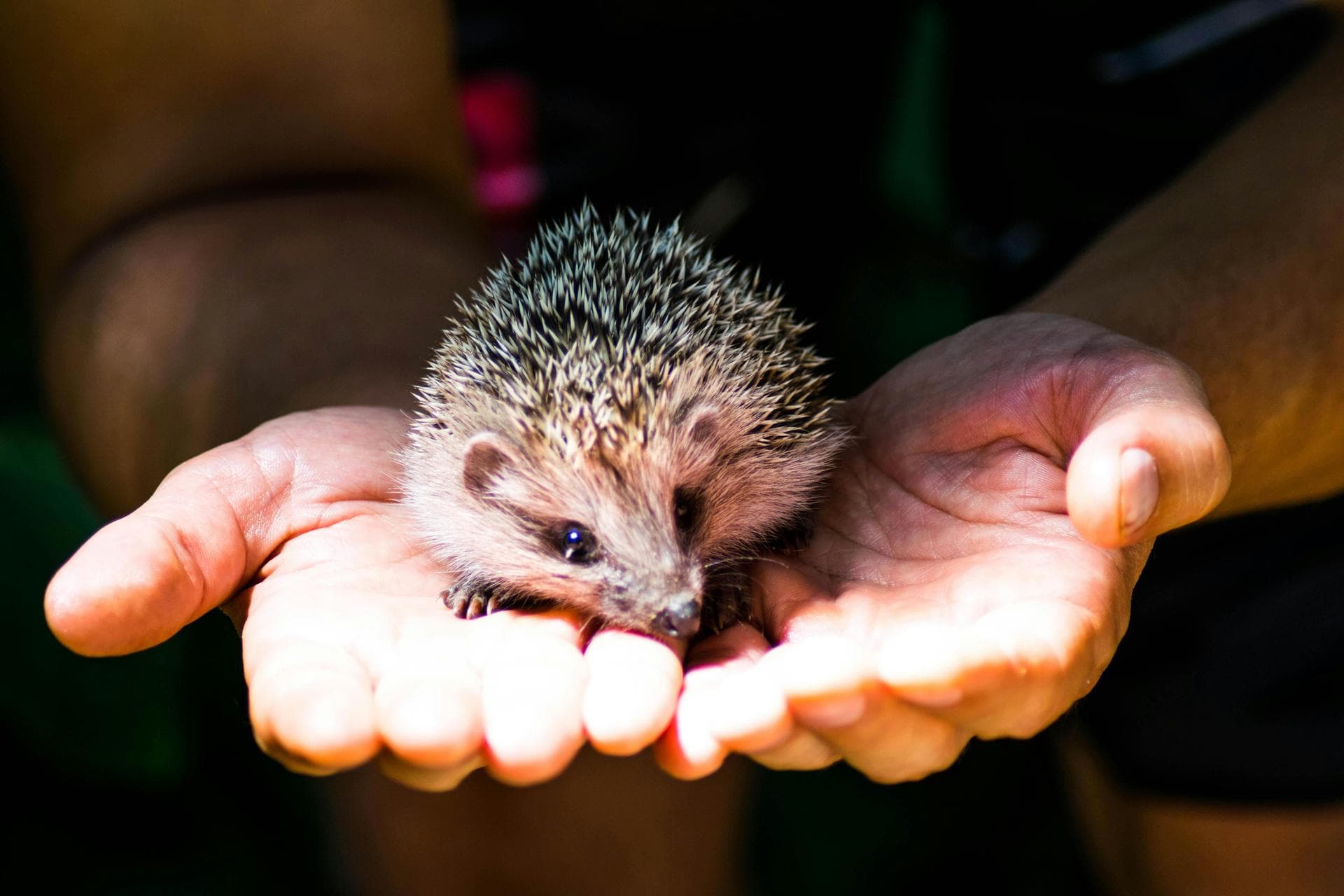 Specialist Vets in Coeur d'Alene