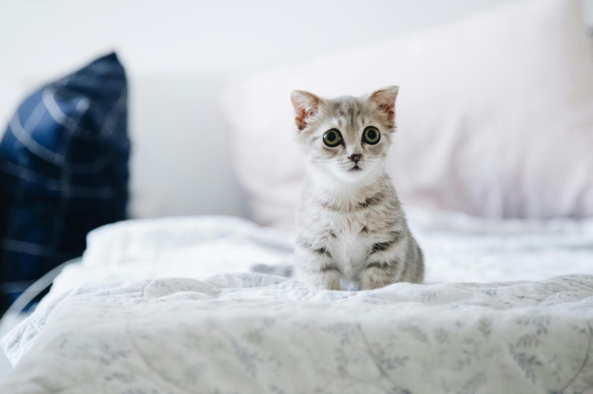 Dog & Cat Vets in Coeur d'Alene